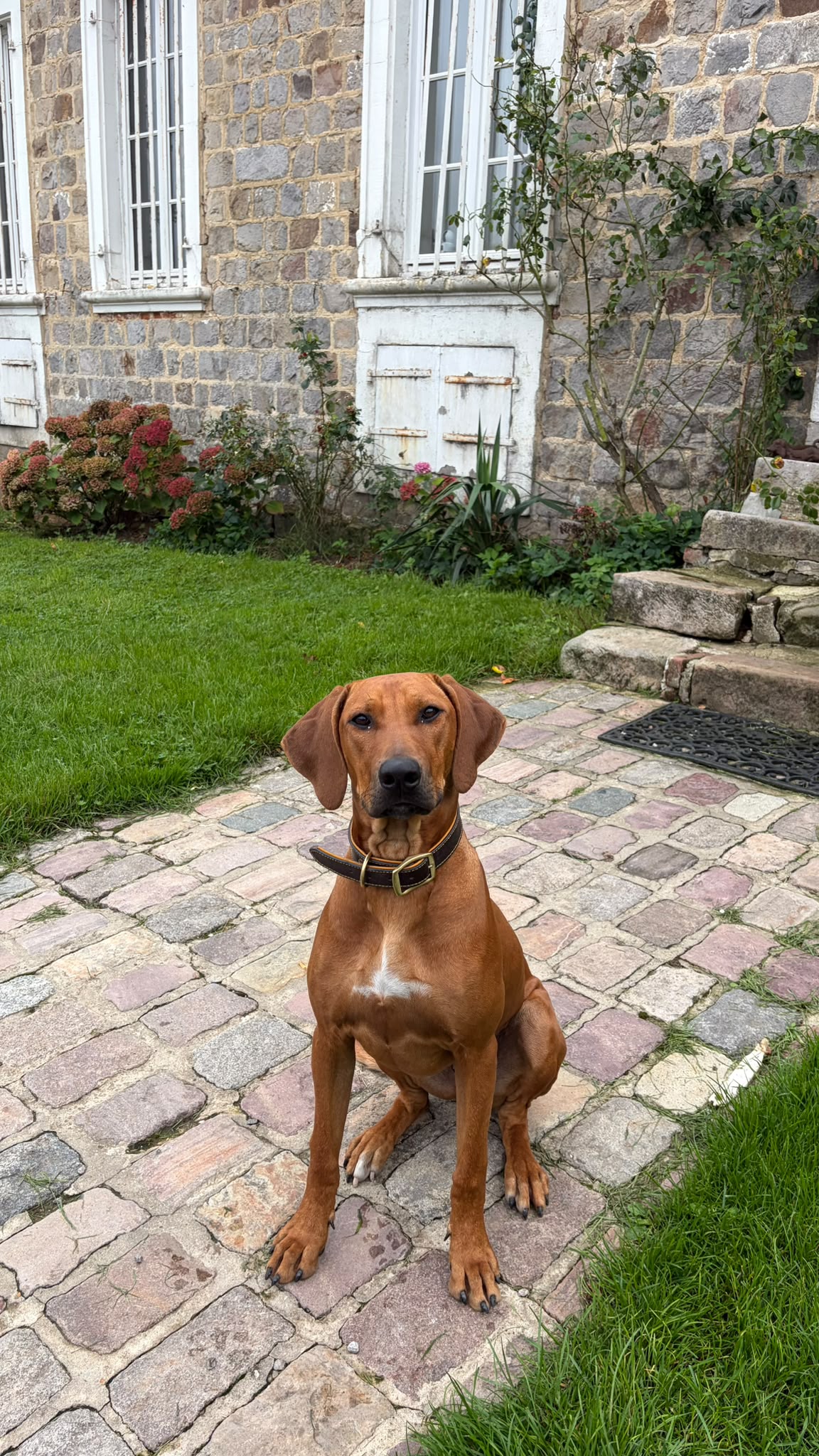 Rhodesian-Ridgeback